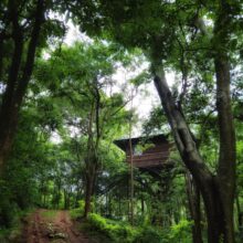 Tree House (Pool View) – Stay Close to Nature